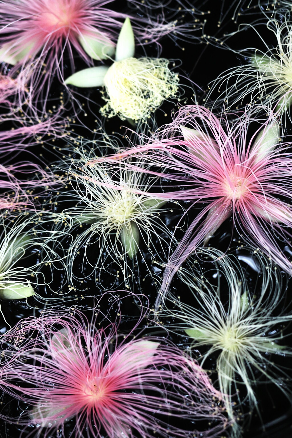 サガリバナ