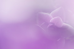 紫陽花