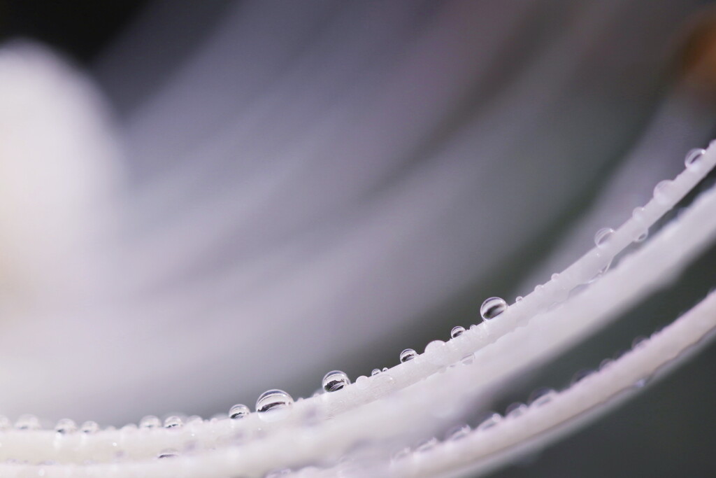 drops