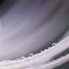 drops