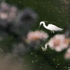 鷺池春小景
