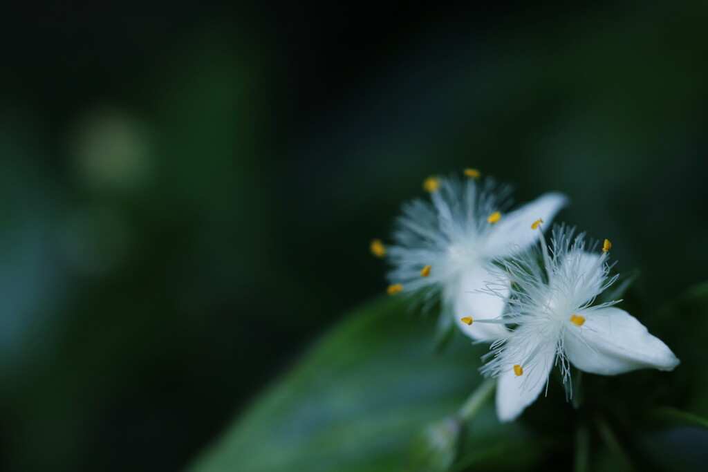 常盤露草