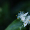 常盤露草