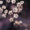 枯れ花