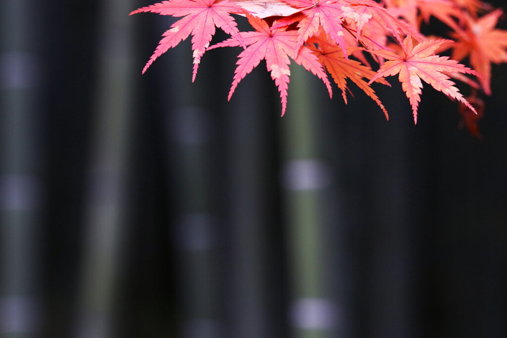 秋の竹林