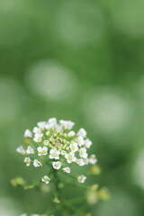 ぺんぺん草