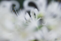 魅惑の白花