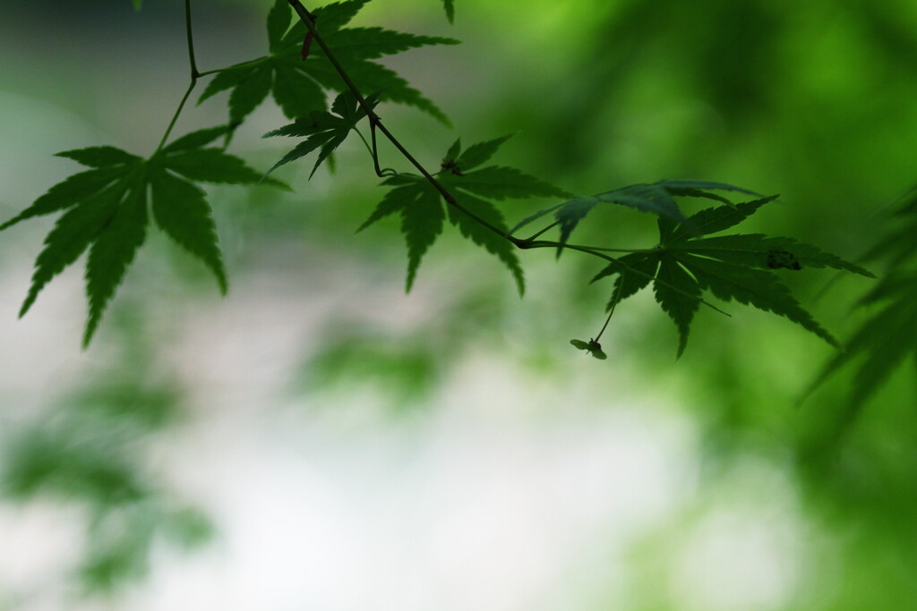 青椛