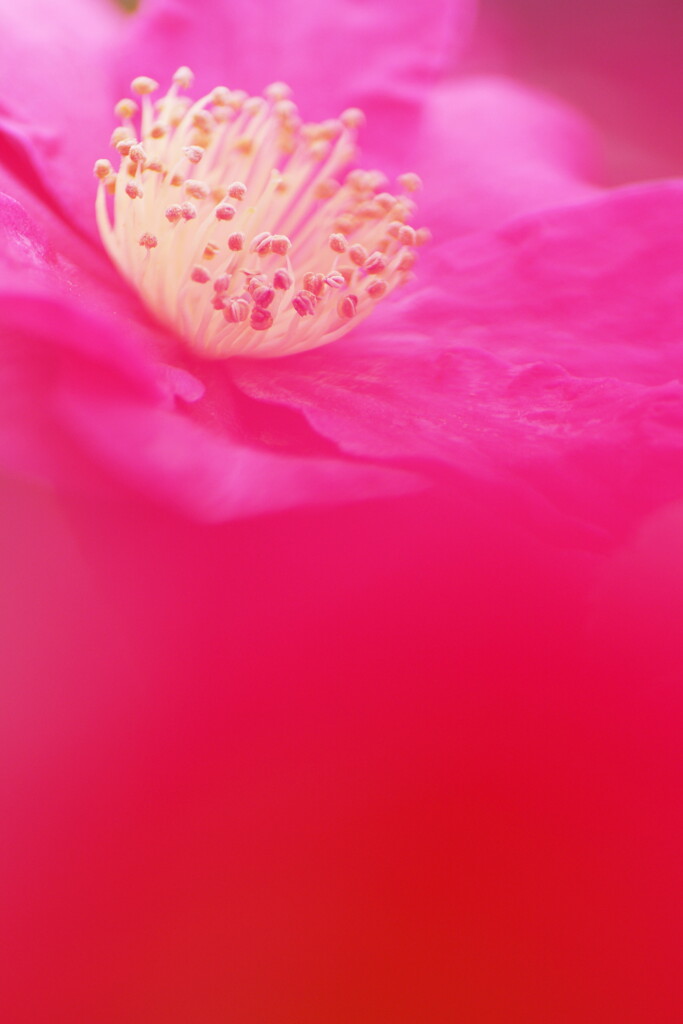 山茶花