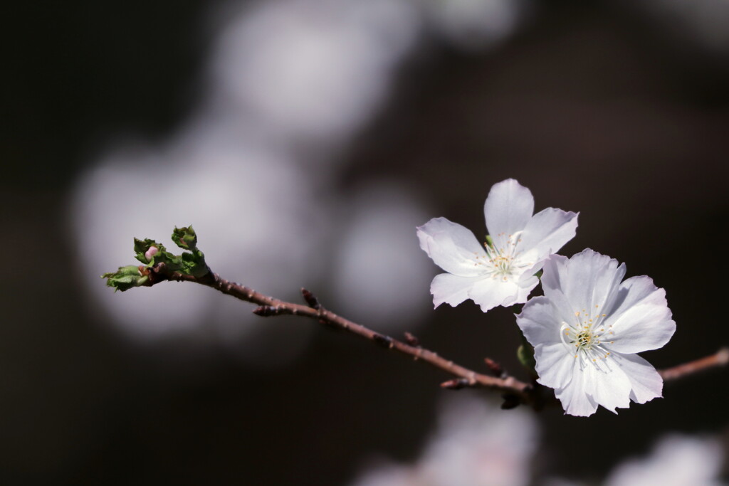 十月桜