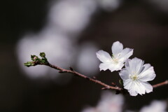 十月桜