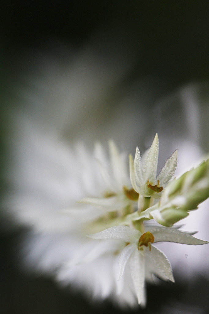 デンドロキルム・グルマケウム
