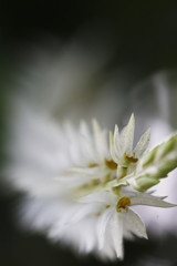 デンドロキルム・グルマケウム