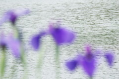 花菖蒲咲く池