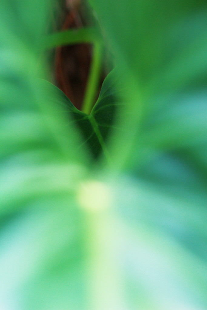 leaf