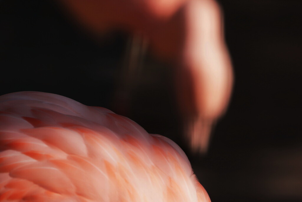 flamingo