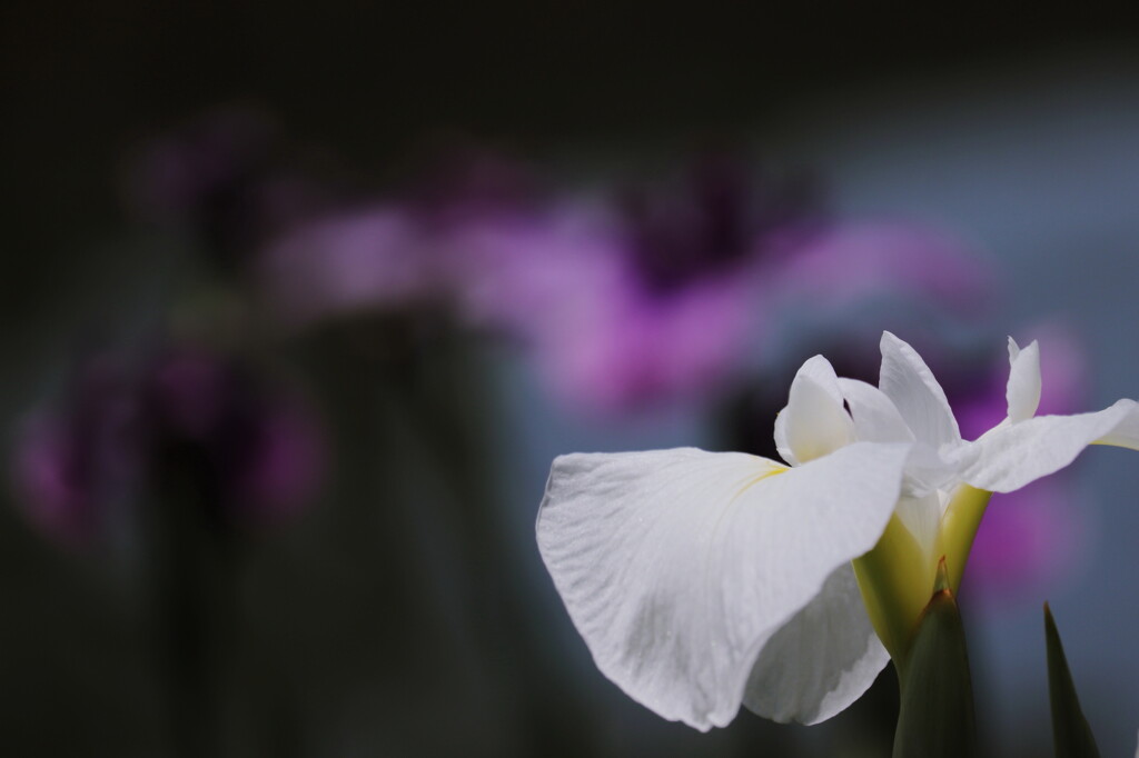 花菖蒲