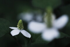 初夏の白花