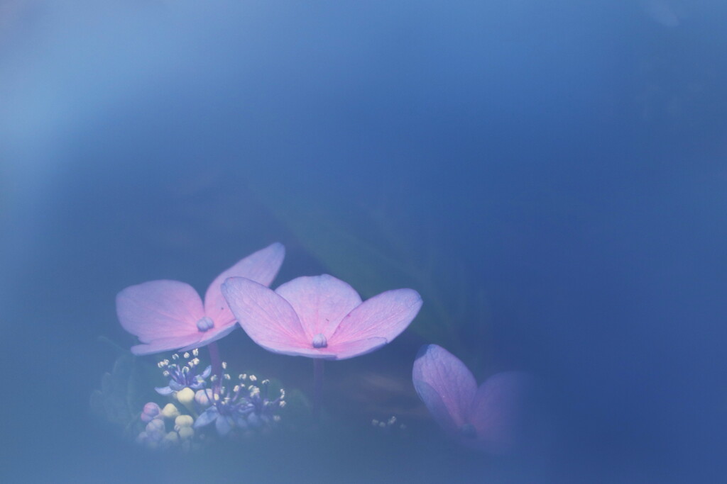 紫陽花