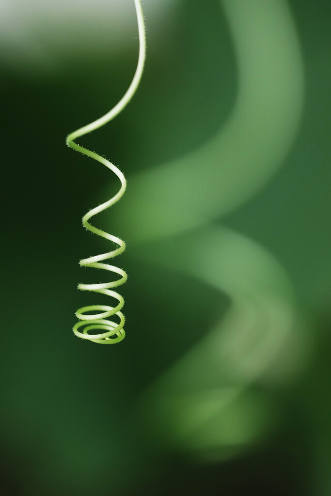 loop