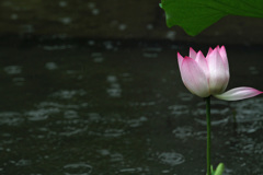 雨の蓮池