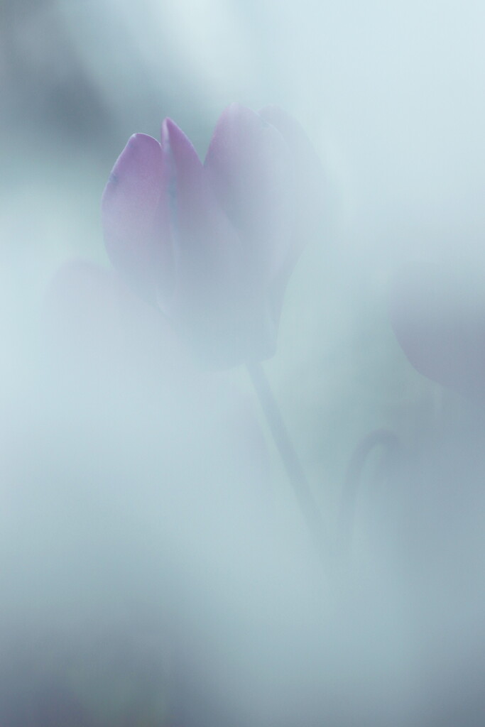 ガーデンシクラメン