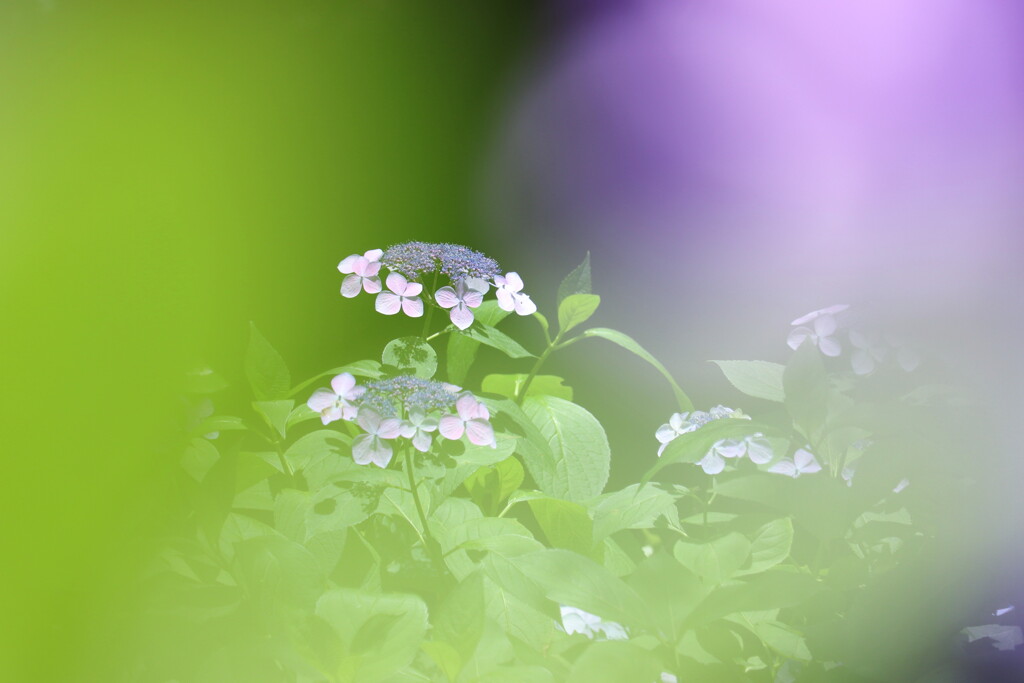 紫陽花