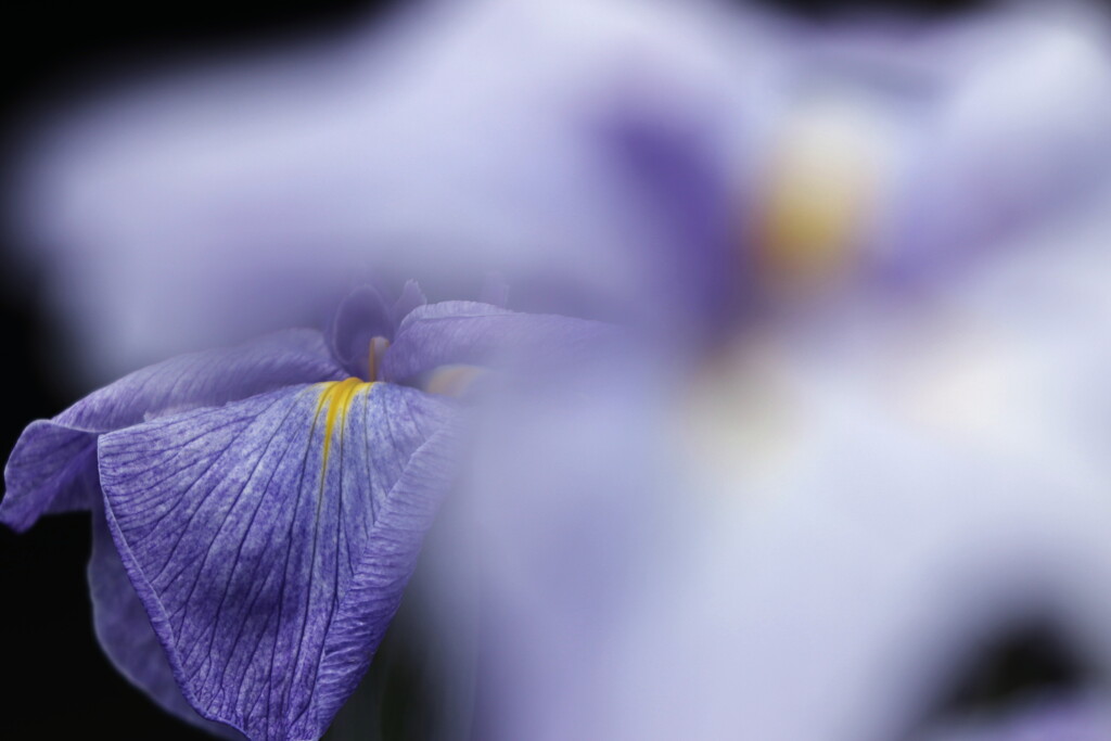 花菖蒲