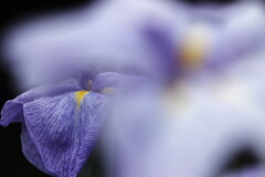 花菖蒲