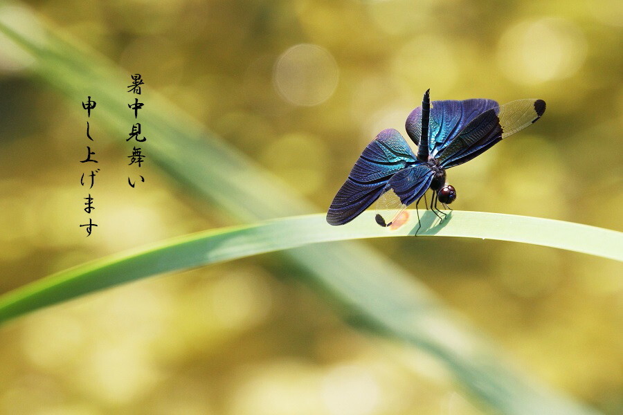 夏盛り