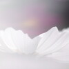 cosmos