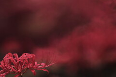 彼岸花
