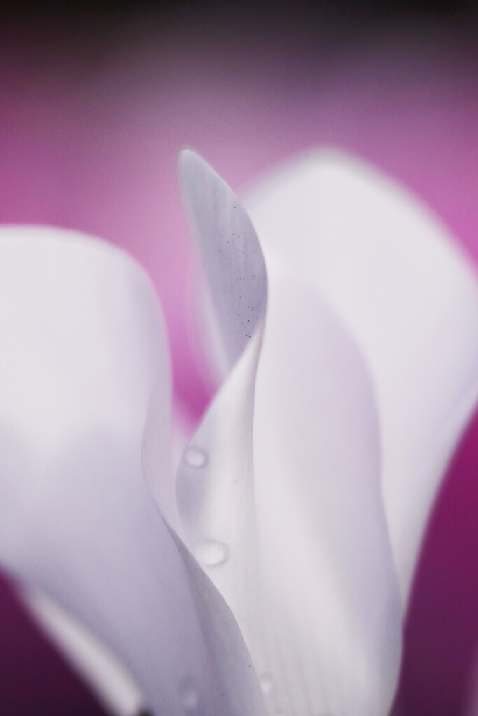 cyclamen