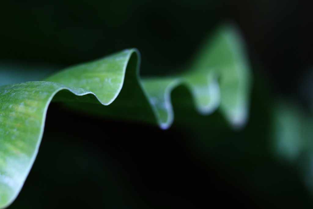 leaf