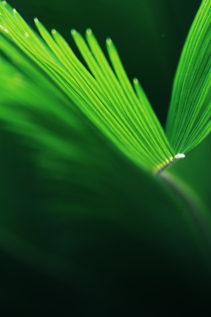 leaf