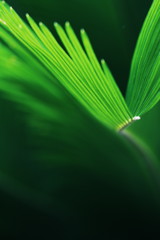 leaf