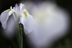 花菖蒲