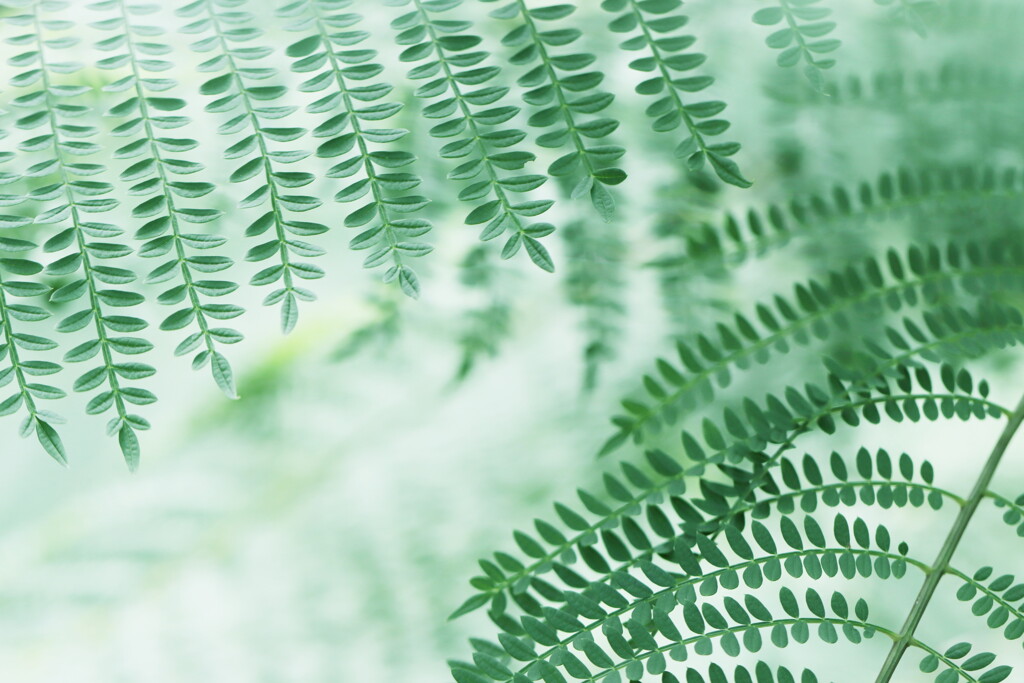 leaves