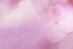紫陽花