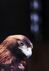 eagle