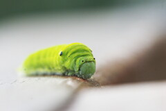 cuteだぜ～