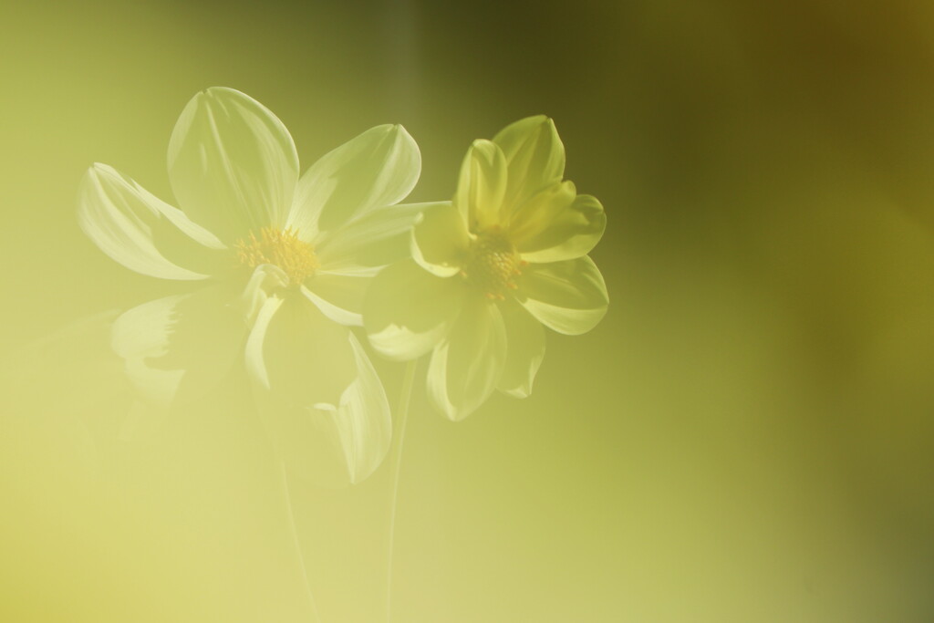 dahlia