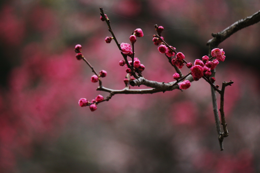 紅梅