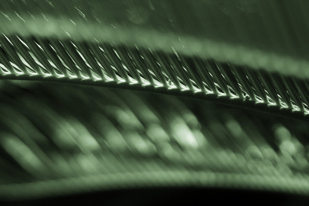 leaf