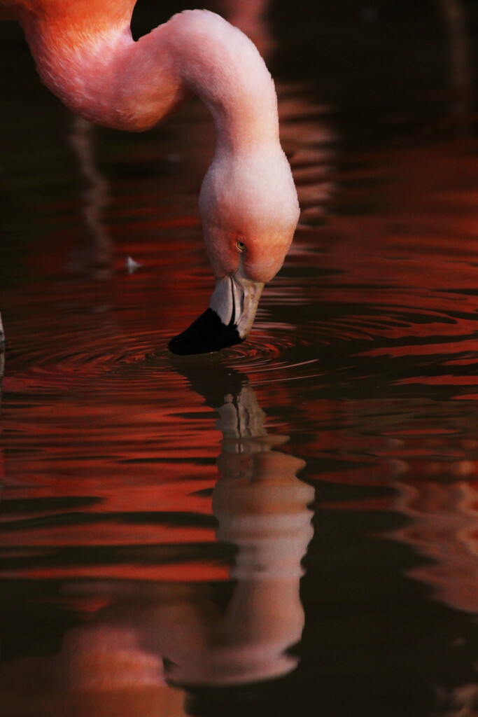 flamingo