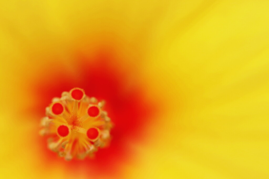 tropical color
