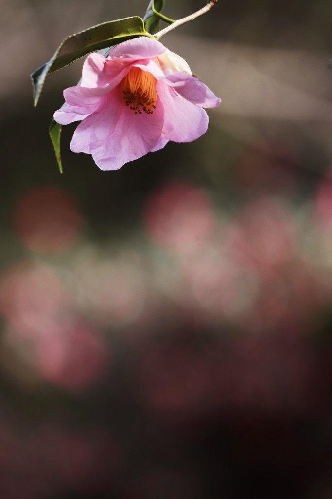 椿