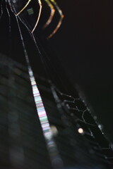 蜘蛛の糸