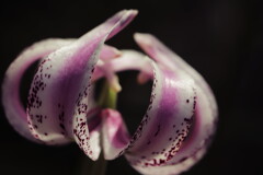 lily
