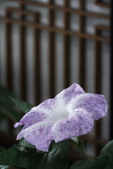 朝顔
